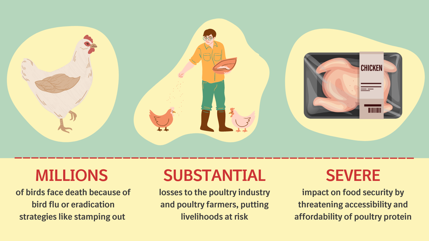 5 things you should know about avian influenza Boehringer Ingelheim